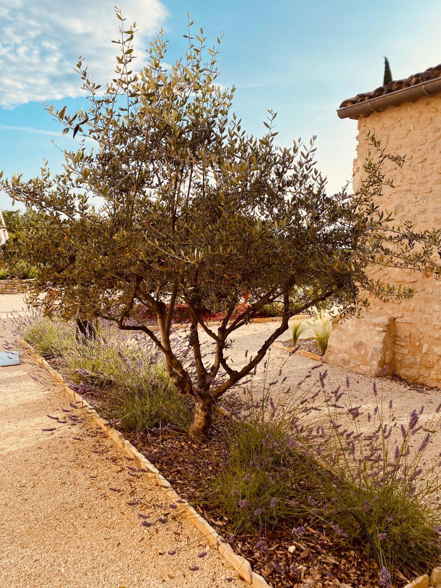 Villa La Bastide Des Oliviers Provence - Mirabel Aux Baronnies Exterior foto